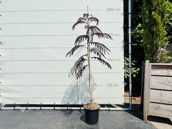 Arbre de Perse - Albizia Summer Chocolate