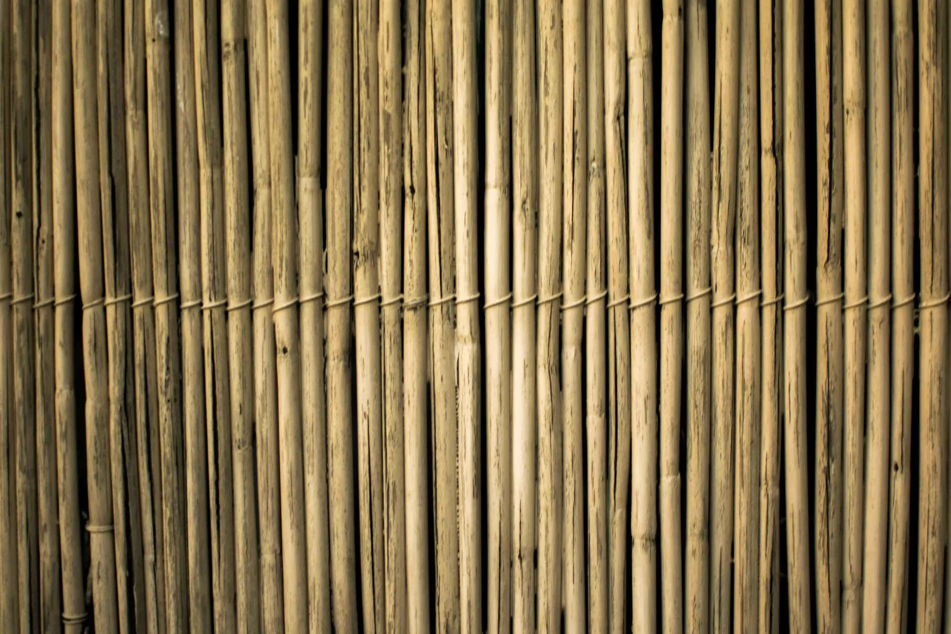 Tropic Trees Tropic Trees