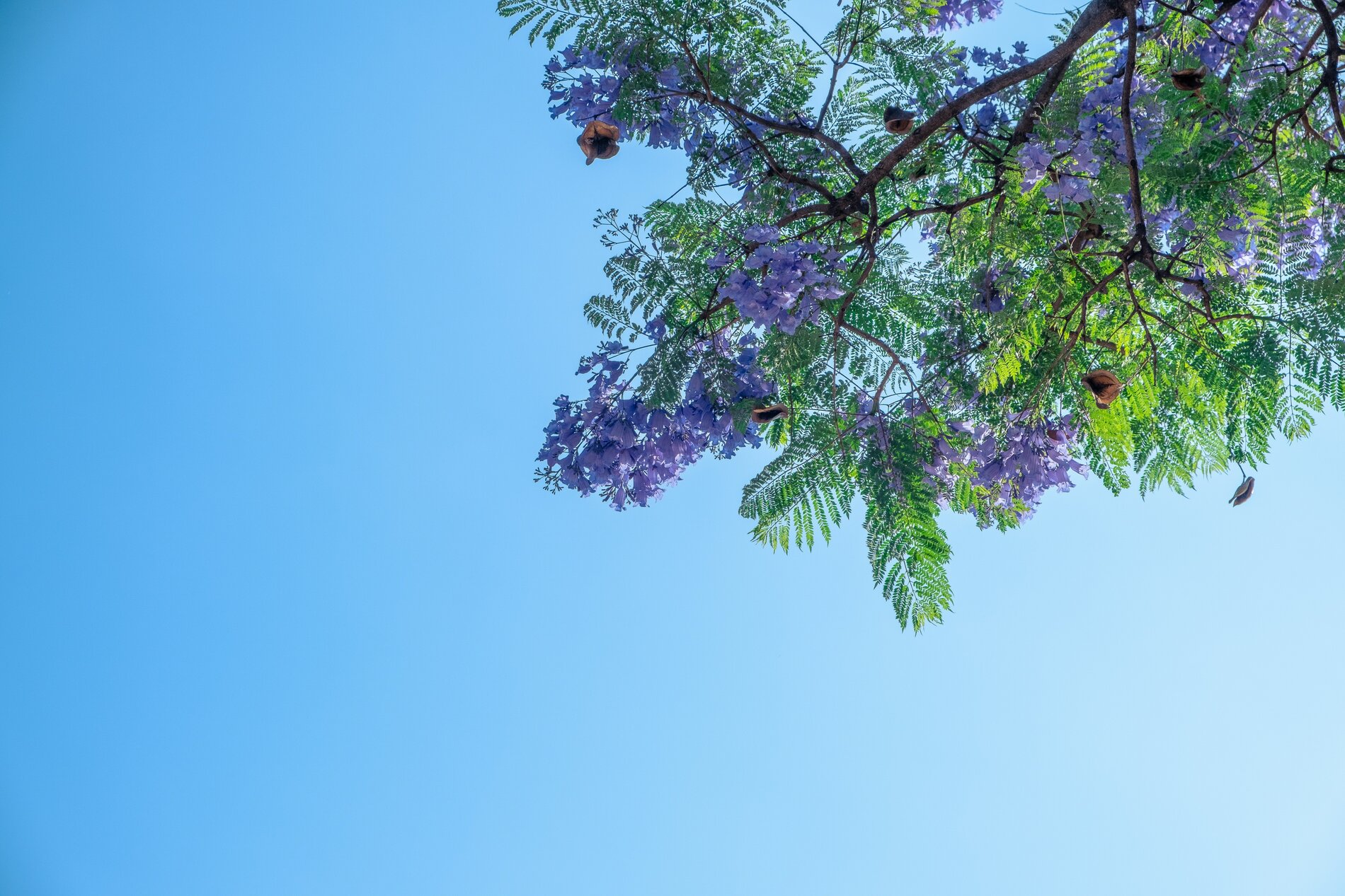 Tropic Trees Tropic Trees