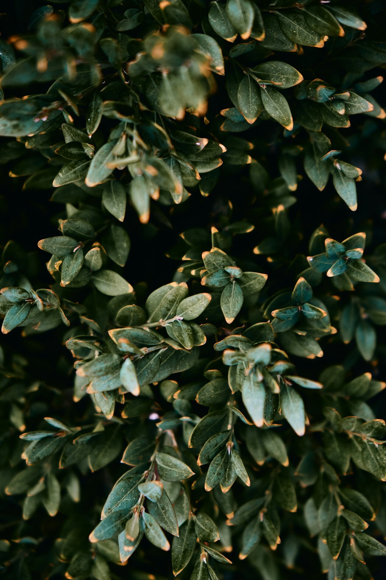 Tropic Trees Tropic Trees