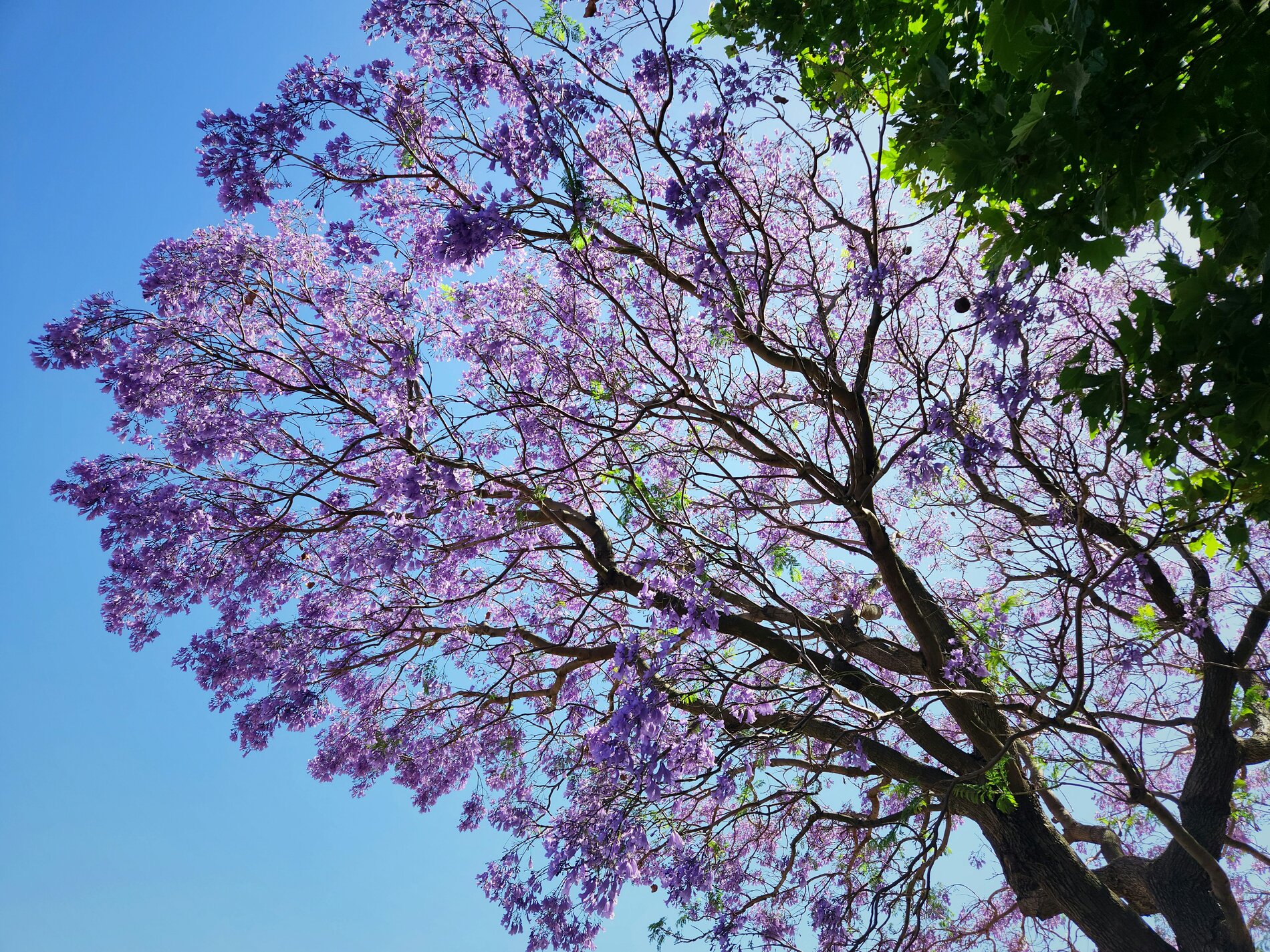 Tropic Trees Tropic Trees