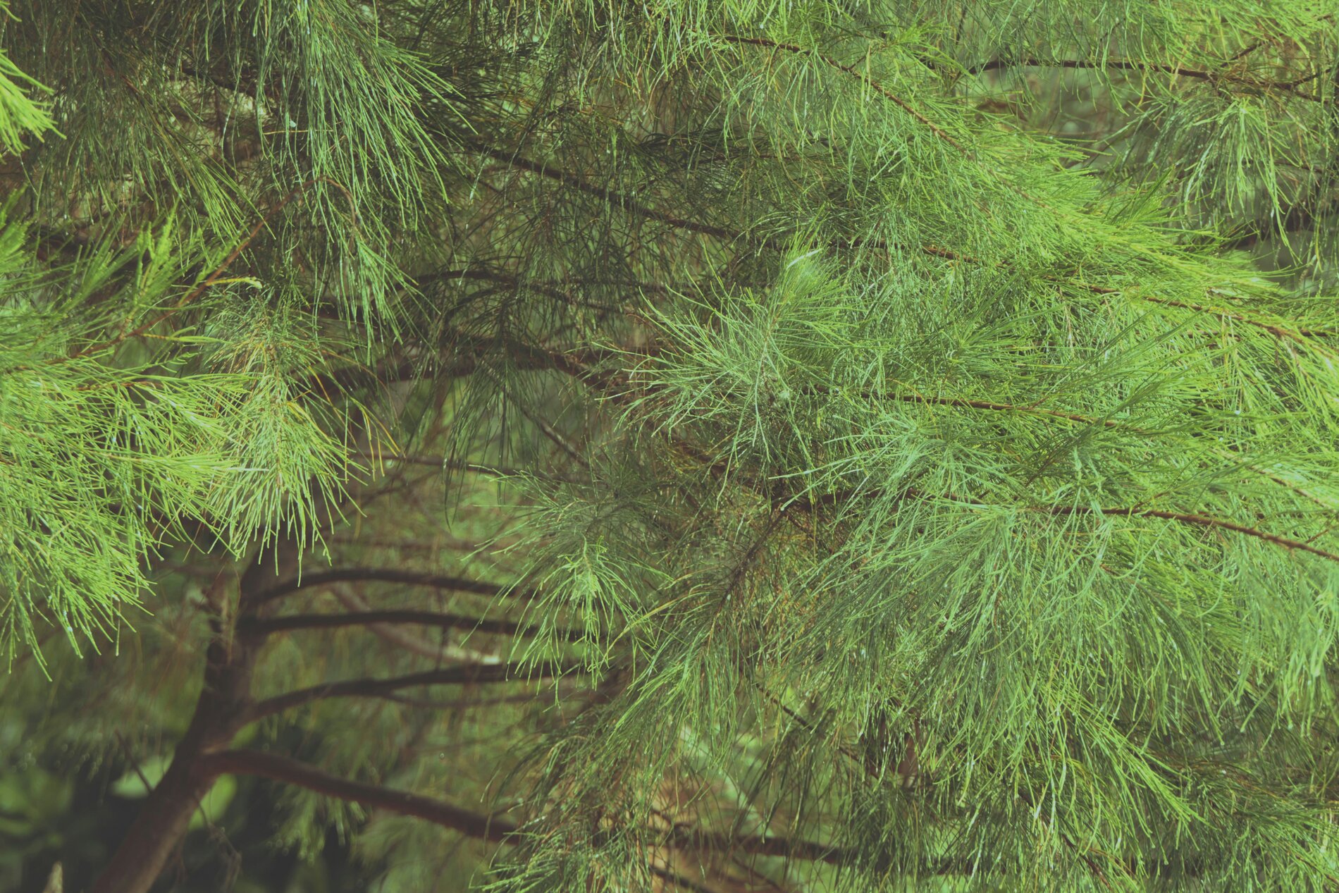 Tropic Trees Tropic Trees