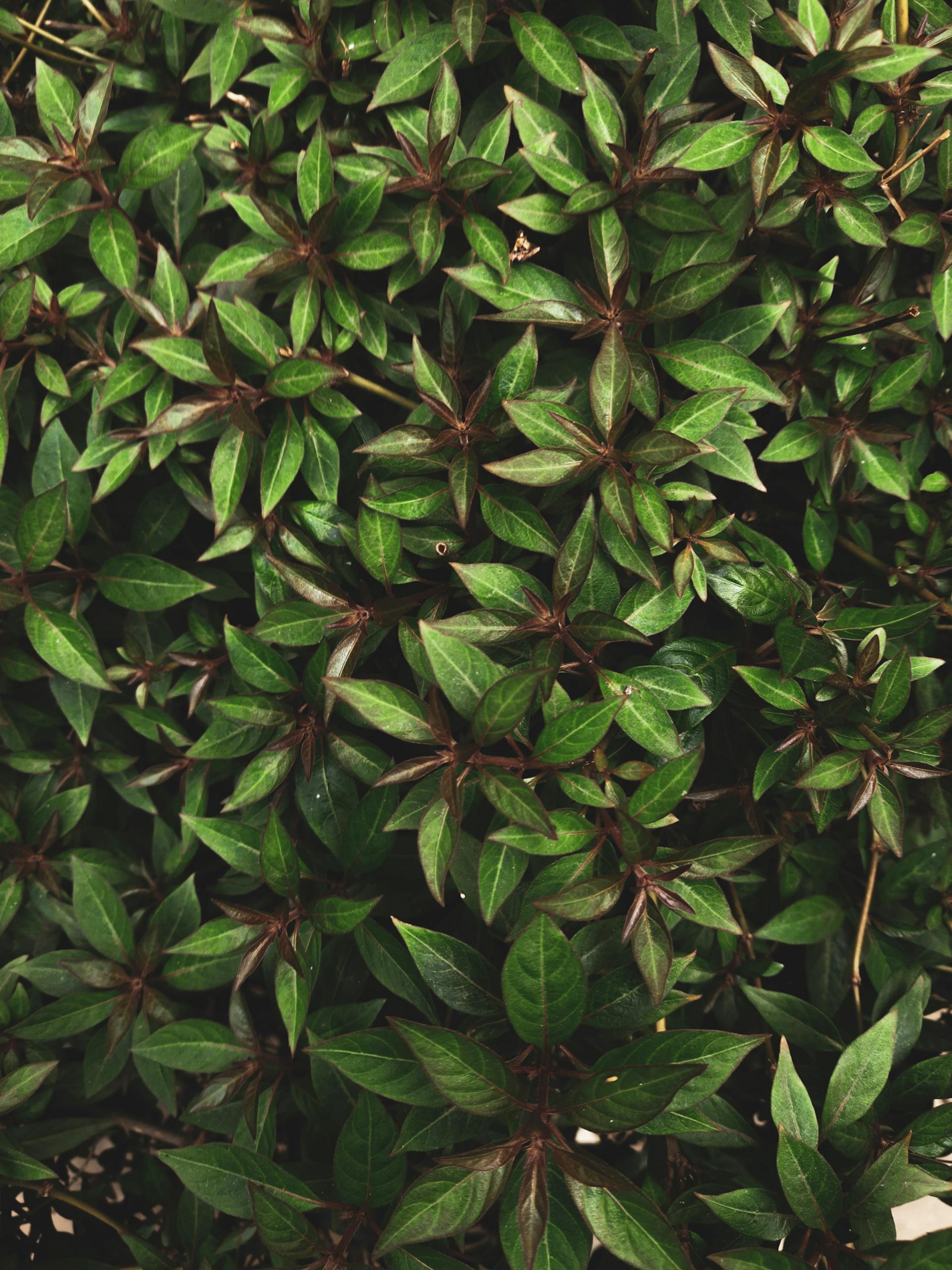 Tropic Trees Tropic Trees