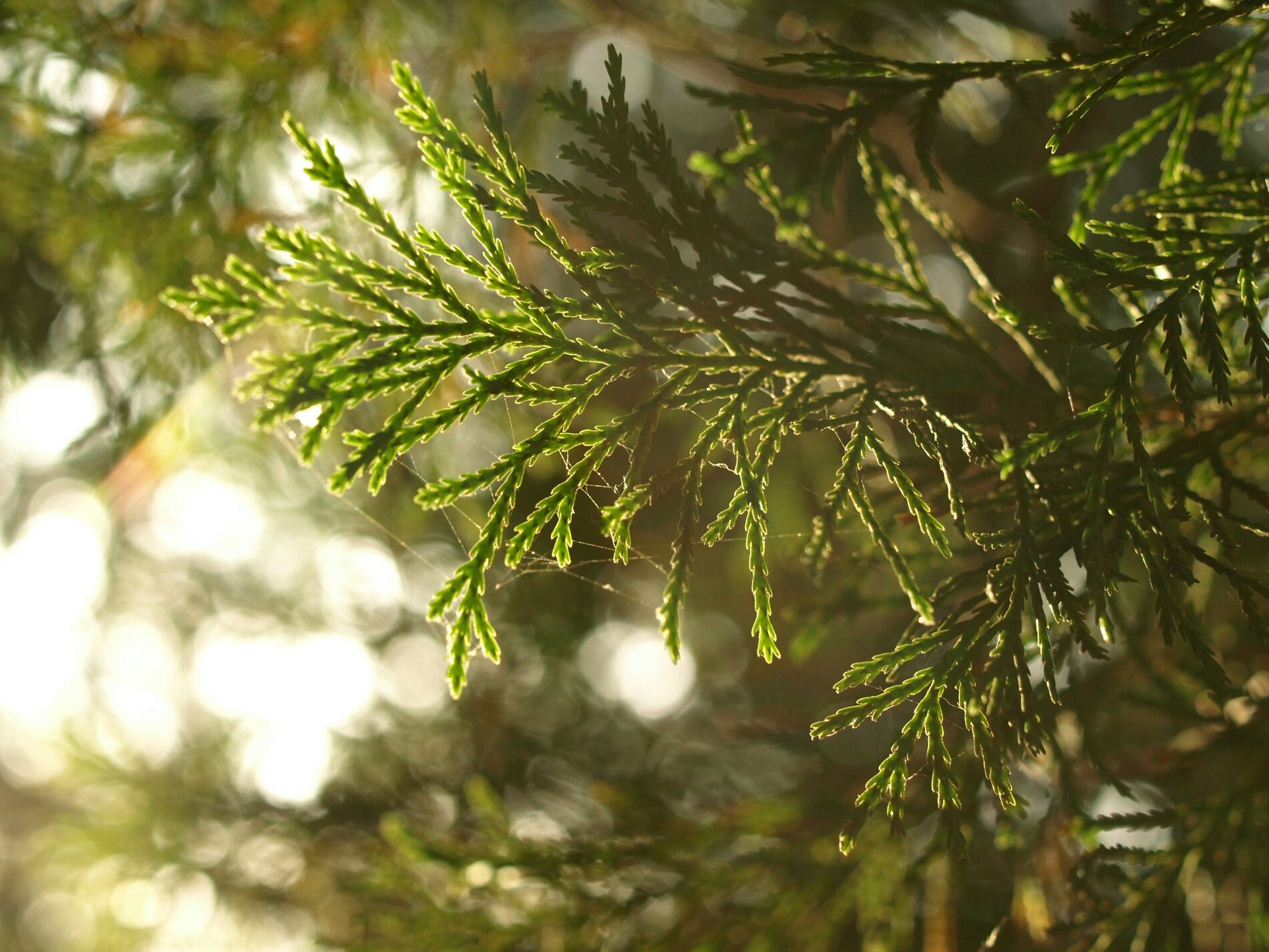Tropic Trees Tropic Trees