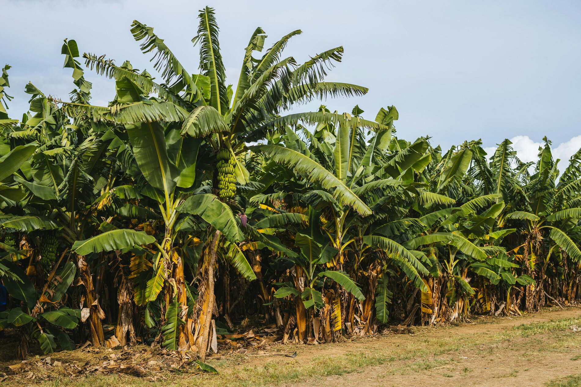 Tropic Trees Tropic Trees