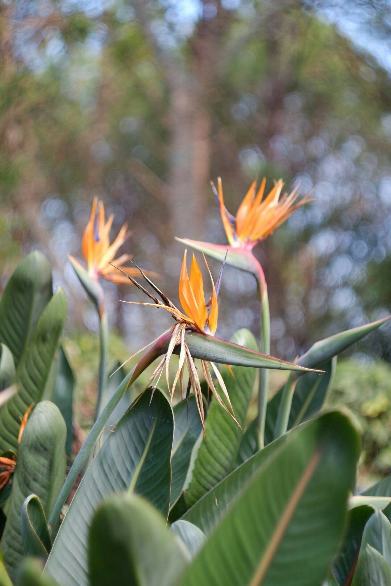 Tropic Trees Tropic Trees