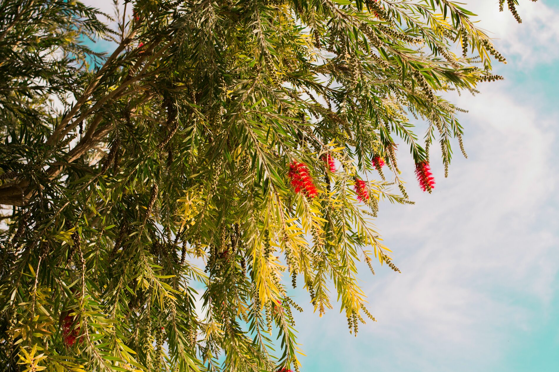Tropic Trees Tropic Trees