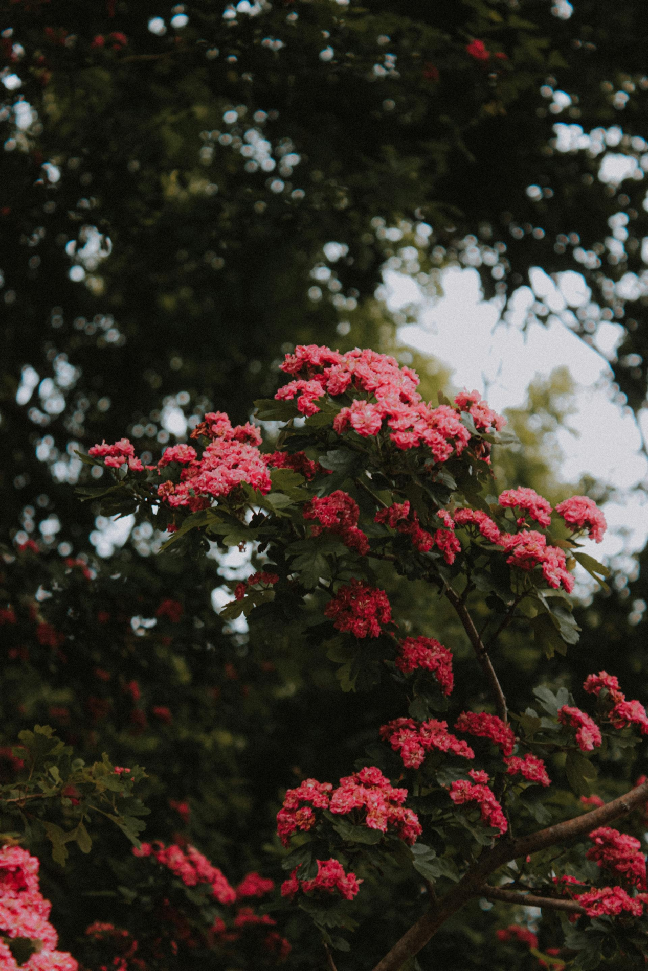 Tropic Trees Tropic Trees